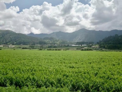 Versi&oacute;n 2023 del Festival de la Cosecha de Constanza ser&aacute; del 13 al 16 de julio
