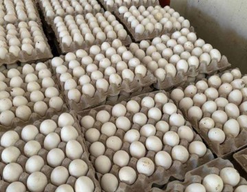 Productores de huevos reportan p&eacute;rdidas econ&oacute;micas por cerca de mil millones a causa del cierre fronterizo
