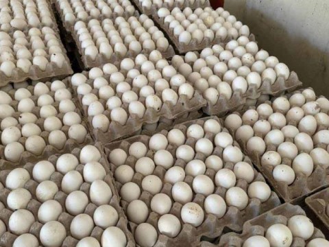 Productores de huevos reportan p&eacute;rdidas econ&oacute;micas por cerca de mil millones a causa del cierre fronterizo
