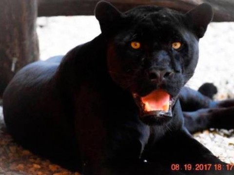 Intentaron vender por internet el jaguar robado del zool&oacute;gico de Gurabo
