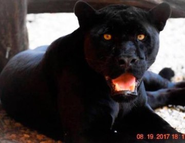 Intentaron vender por internet el jaguar robado del zool&oacute;gico de Gurabo